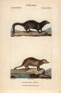 La mangusta e il suricato da Unbekannter Künstler
