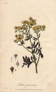La ruta dei giardini o ruta fetida (Ruta graveolens) - Acquaforte di William Clarke per illustrare “Botanica medica, descrizione delle piante medicinali di Londra, Edimburgo e Dublino” di John Stephenson e James Morss Churchill da Unbekannter Künstler