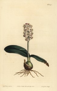 Lachenalia pallida (Lachenalia a foglie lucide, Lachenalia lucida)