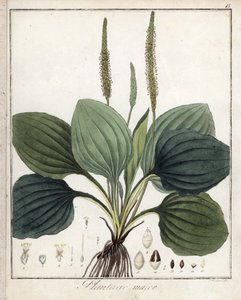 Piantaggine maggiore (o Piantaggine degli uccelli) - Litografia di F. Guimpel, estratta dalla botanica medica di Friedrich Gottlob Haynes (1763-1832), Berlino da Unbekannter Künstler