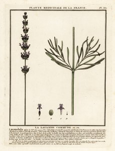 Lavandula angustifolia da Unbekannter Künstler