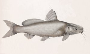 Il Bayad Docmac (dettaglio)