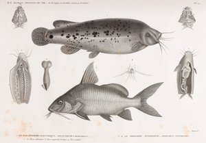 Il Malapteruro Elettrico e Il Pimelode Sinodonte da Unbekannt
