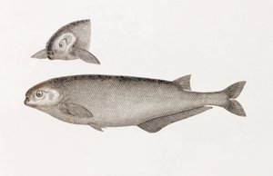 Le Mormyre de Behbeyt da Unbekannt