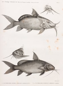 Il Pimelode Guemel e Il Pimelode Scheilan da Unbekannt