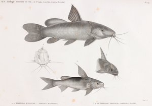 Il Pimelode Karafche e Il Pimelode Aboureal