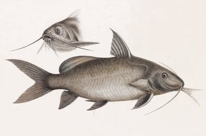 Il Pimelode Scheilan