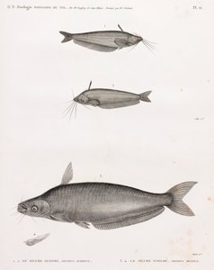 Il Silure Oudnei & Il Silure Schilbe da Unbekannt