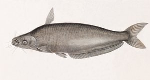 Il Siluro Schilbe