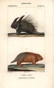 Il porcospino e l