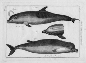 Il porpoise e il delfino in "Painting Encyclopedique et Methodique des trois Regnes de la Nature" di Pierre Joseph Bonnaterre (1762-1804), Parigi 1784