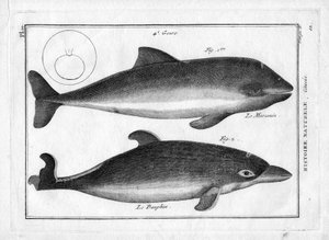 Il porpoise e il delfino in 