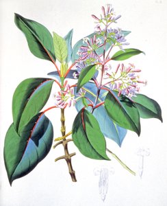Foglie e fiori dell