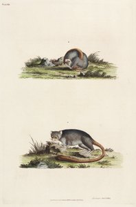 Lemuri da Unbekannter Künstler