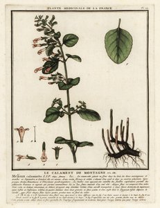 Nepetella, Clinopodium nepeta da Unbekannter Künstler