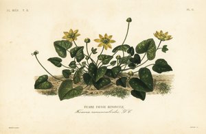 Ficaria verna da Unbekannt