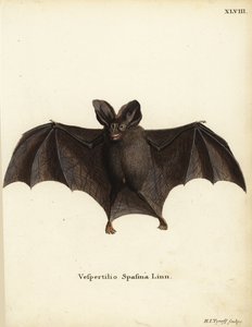 Pipistrello vampiro falso minore, Megaderma spasma. Vespertilio spasma Linn. Incisione a mano colorata su rame di Hermann Jakob Tyroff da Illustrazioni animali di Johann Christian Daniel Schreber