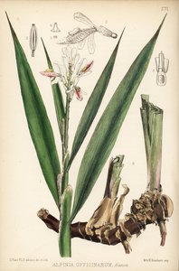 Galanga minore, Alpinia officinarum. Litografia colorata a mano di Hanhart da un