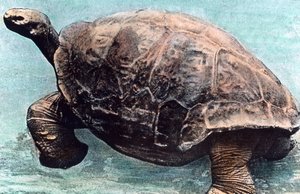 Vivere nel mare da Unbekannter Künstler