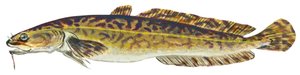 Lota - Burbot (Lota lota)