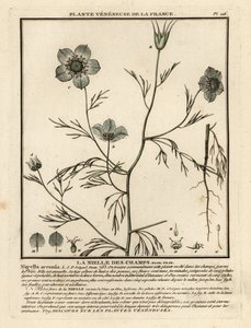 Nigella arvensis da Unbekannter Künstler