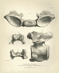 Vertebra lombare di Macrauchenia, un animale preistorico, trovata da Charles Darwin durante il suo viaggio di esplorazione a bordo del Beagle. "The Zoology of the voyage of H.M.S. Beagle under the command of Captain Fitzroy during the years 1832 to 1836" da Unbekannter Künstler