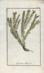 Lycopodium clavatum. Litografia da 