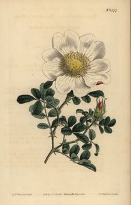 Rosa di Macartney, Rosa bracteata da Unbekannt