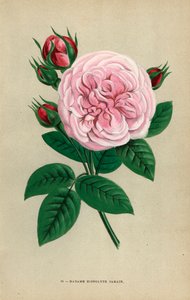 Rosa Madame Hippolyte Jamain, ibrido coltivato da Monsieur Garcon di Rouen nel 1871 e dedicato alla moglie degli autori. Cromolitografia disegnata e litografata da F. Grobon dal libro di Hippolyte Jamain e Eugene Forney “Les Roses,” Parigi, J. Rothschild da Unbekannter Künstler