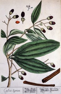 Pianta di cannella del Malabar da Unbekannter Künstler