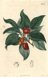Corniolo maschio, ramo con frutto. Illustrazione di C. Curtis, incisione di Weddell. Incisione in "The Curtis Botanical Magazine" di Samuel Curtis