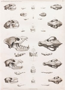 Mammiferi: teschi di carnivori
