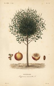 Albero di mancinella, Hippomane mancinella