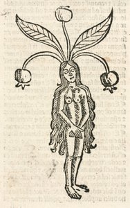 Mandragora (forma femminile) da Unbekannt