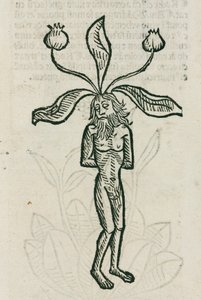 Mandragora da Unbekannt