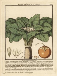 Mandragora officinarum da Unbekannter Künstler