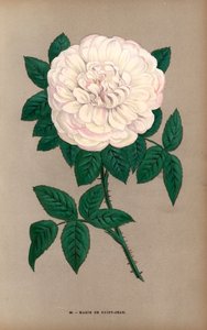 Rosa Marie de Saint-Jean (cromolitografia)