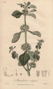 Marrubio comune (Marrubium vulgare) - Acquaforte di William Clarke per illustrare “Botanica medica, descrizione delle piante medicinali di Londra, Edimburgo e Dublino” di John Stephenson e James Morss Churchill da Unbekannter Künstler
