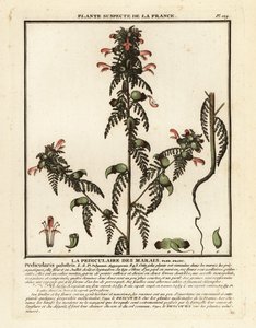 Pedicolare delle paludi, Pedicularis palustris da Unbekannter Künstler