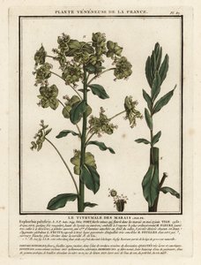 Euforbia palustre, Euphorbia palustris da Unbekannter Künstler