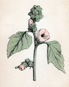 Altea officinale (Althaea officinalis) (Malva bianca) (marshmallow, malva di palude) Tavola botanica da Atlas colorie des plantes medicinales di Paul Hariot da Unbekannter Künstler