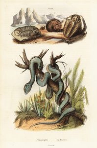 Vipera di Martinica e trilobiti estinti