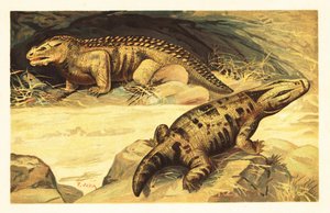 Mastodonsaurus e Pareiasaurus da Unbekannter Künstler
