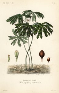 Podofillo o mandragora americana, Podophyllum peltatum