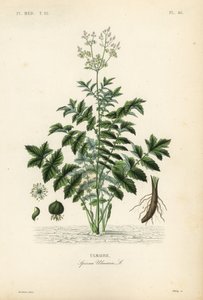 Filipendula ulmaria da Unbekannt