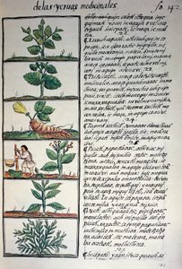 Piante medicinali, testo in nahuati, da facsimile del manoscritto Storia Generale delle Cose della Nuova Spagna, noto anche come Codice Fiorentino, di Bernardino de Sahagun da Benjamin Baud