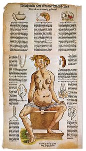 Medicina: tavola anatomica che descrive l