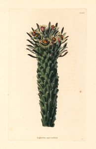Testa di Medusa, Euphorbia caput-medusae. Incisione a mano colorata di George Cooke da Botanical Cabinet di Conrad Loddiges, Hackney