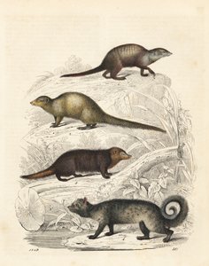 Suricata, mangusta grigia indiana, kusimanse comune e zibetto delle palme asiatico (litografia) da Unbekannter Künstler