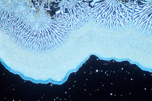 Micrografie (Luce) Silice colloidale, micrografia a luce da Unbekannt